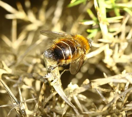 Réf. 276 459 : Tachina ursina